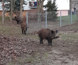 Śmiertelny wirus atakuje Warmię i Mazury. Ekspertka mówi jasno. To wymaga zdecydowanej postawy