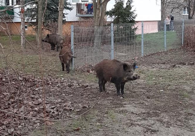 Śmiertelny wirus atakuje Warmię i Mazury. Ekspertka mówi jasno. To wymaga zdecydowanej postawy
