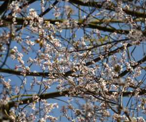 Śliwa wiśniowa 'Pissardii', Prunus cerasifera 'Pissardii'