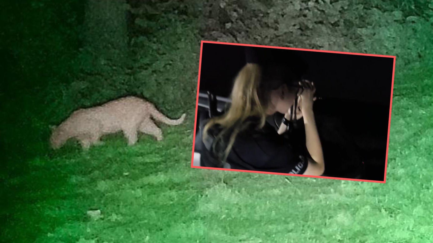 Alarm na Dolnym Śląsku. Nowe ustalenia po poszukiwaniach tajemniczego drapieżnika