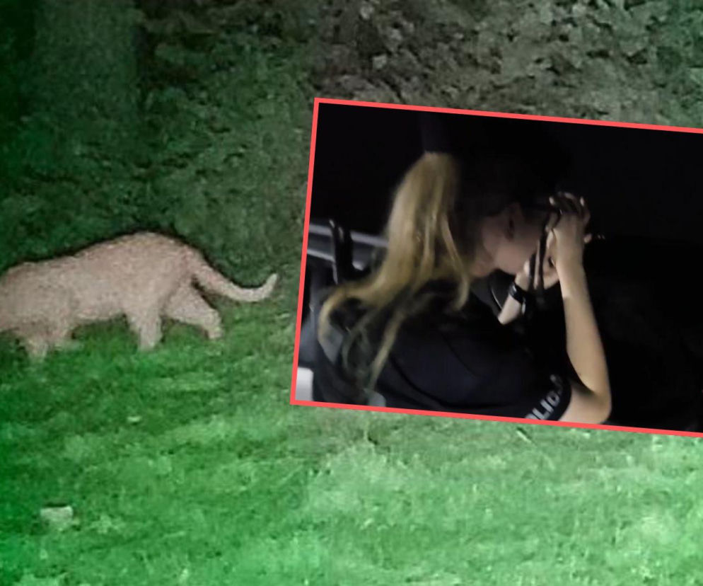 Nowy zwrot w sprawie pumy. Starosta przekazał ważny komunikat