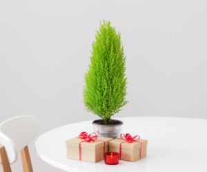 Choinka z cyprysika