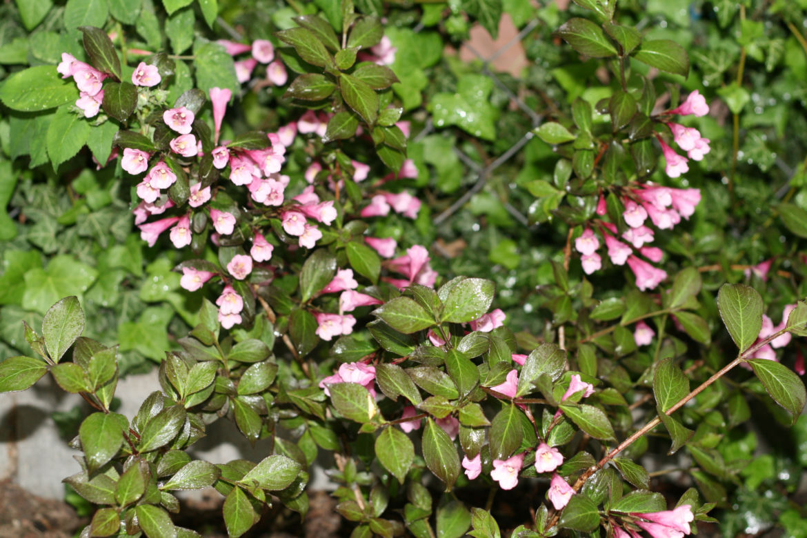 Krzewuszka cudowna 'Nana Purpurea' 