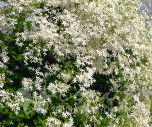 Powojniki - szkółka Clematis