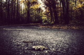 Zginął pod kołami, bo chciał sprawdzić, co stało się z potrąconą sarną! Tragedia na drodze przy Mingajnach!