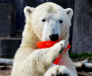 Zwierzaki z warszawskiego zoo czekają na prezenty! Zobacz galerię milusińskich