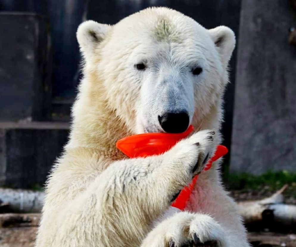 Zwierzaki z warszawskiego zoo czekają na prezenty! Zobacz galerię milusińskich