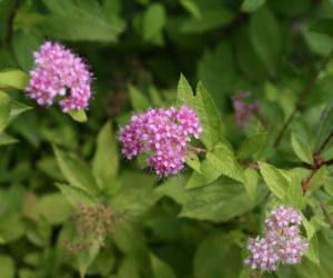 Tawula japońska 'Goldmound'