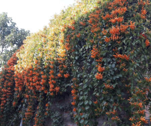 Ta roślina to znakomita alternatywa dla tui. Posadź w ogrodzie, a nie pożałujesz