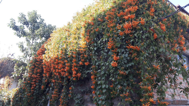 Ta roślina to znakomita alternatywa dla tui. Posadź w ogrodzie, a nie pożałujesz