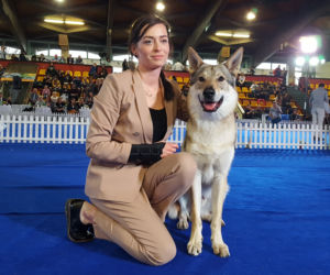 ​Psia elita w Lesznie. W hali Trapez odbyła się XXIV wystawa Champion of Champion's Show