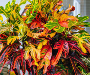 Dlaczego liście krotona są zwiędnięte i zwisają? Czy to błędy w pielęgnacji?