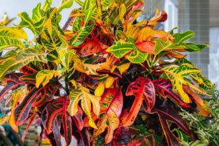 Dlaczego krotonowi opadły wszystkie liście? Zapytaliśmy eksperta