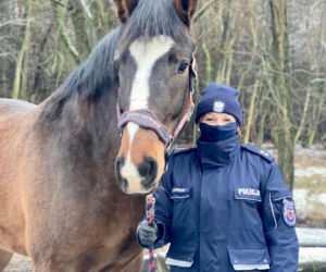 Będzie pilnował porządku w parkach i lasach. Koń Ales dołączył do szczecińskiej policji