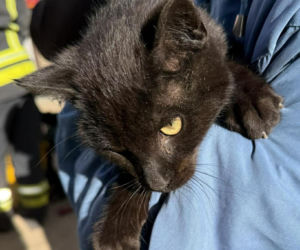 Mruczek wpadł do starej studni. Rozpaczliwym miauczeniem wołał pomocy