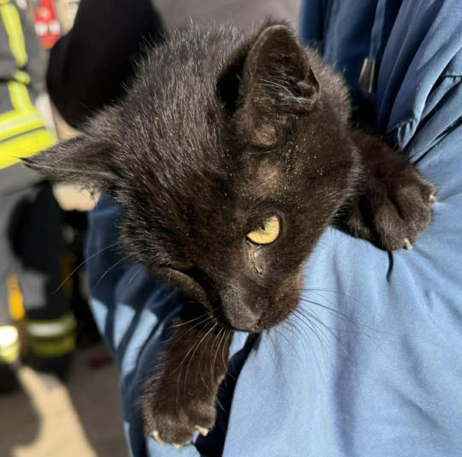 Mruczek wpadł do starej studni. Rozpaczliwym miauczeniem wołał pomocy