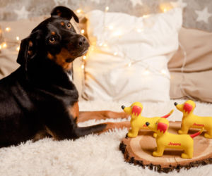 TOP 3 prezenty dla pupila pod choinkę – jak sprawić mu radość w święta