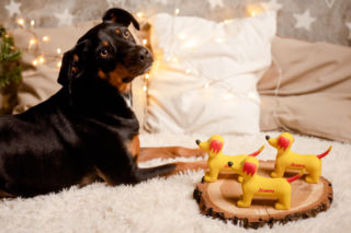 TOP 3 prezenty dla pupila pod choinkę – jak sprawić mu radość w święta