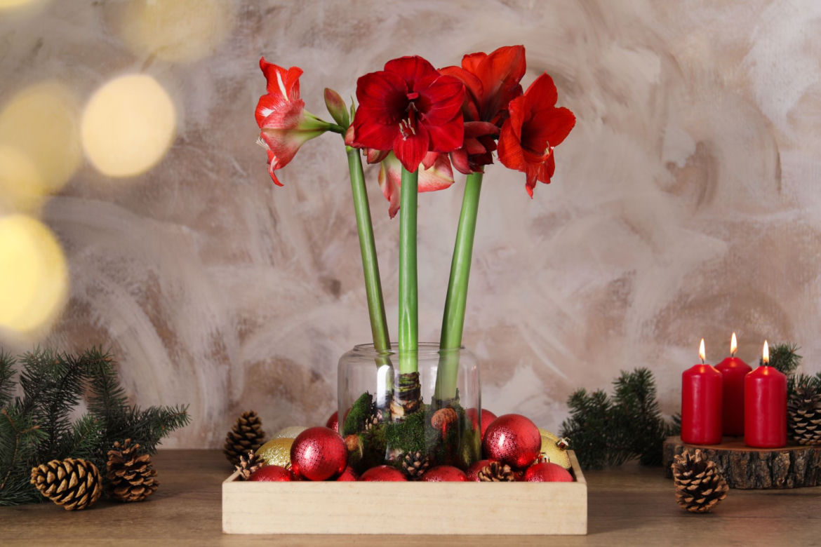 Hippeastrum