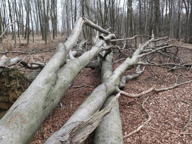 Rezerwat Segiet udostępni nowe szlaki dla mieszkańców