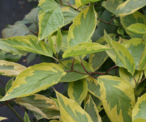 Dereń biały (Cornus alba) ‘Spaethii’