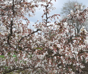 Wiosna budzi się w Arboretum w Bolestraszycach