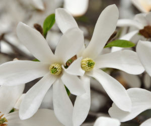 Magnolia gwiazdzista