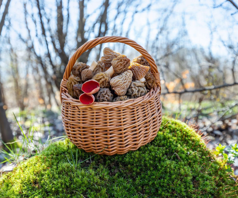 Wiosenne grzyby jadalne już w lasach. Te niepozorne gatunki smakują lepiej niż jesienne klasyki