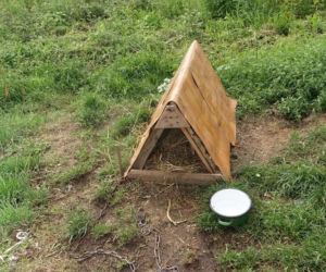 Małżeństwo z regionu głodziło psy. Pogotowie dla Zwierząt odebrało im aż 7 czworonogów! [ZDJĘCIA]