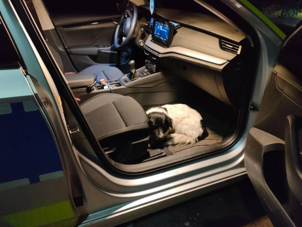 Policjant uratował psa na S6