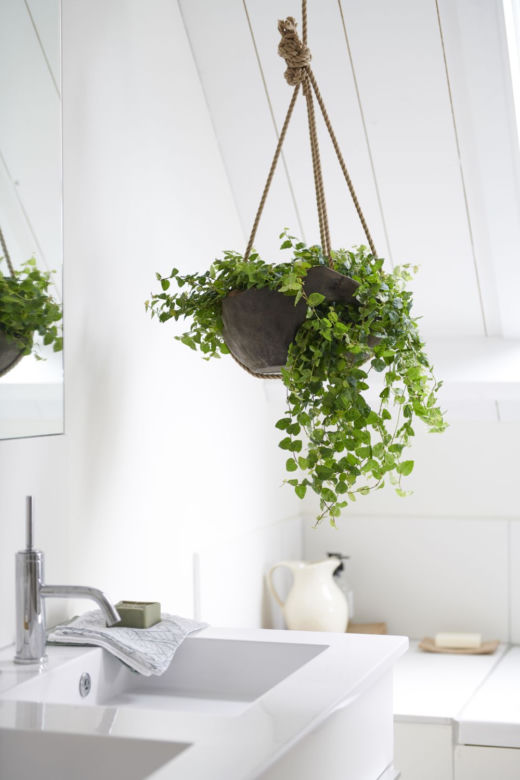 Ficus pumila