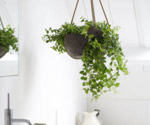 Ficus pumila