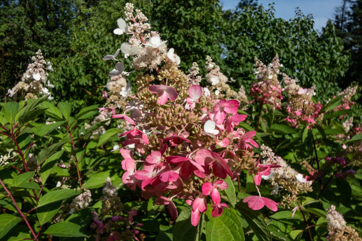 Hortensja bukietowa 'Pinky Winky'