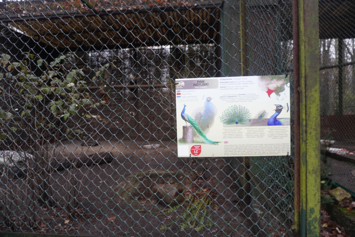 Zoo w Poznaniu zimą