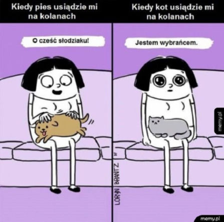 Dzień kota 17.02 - memy i animacje