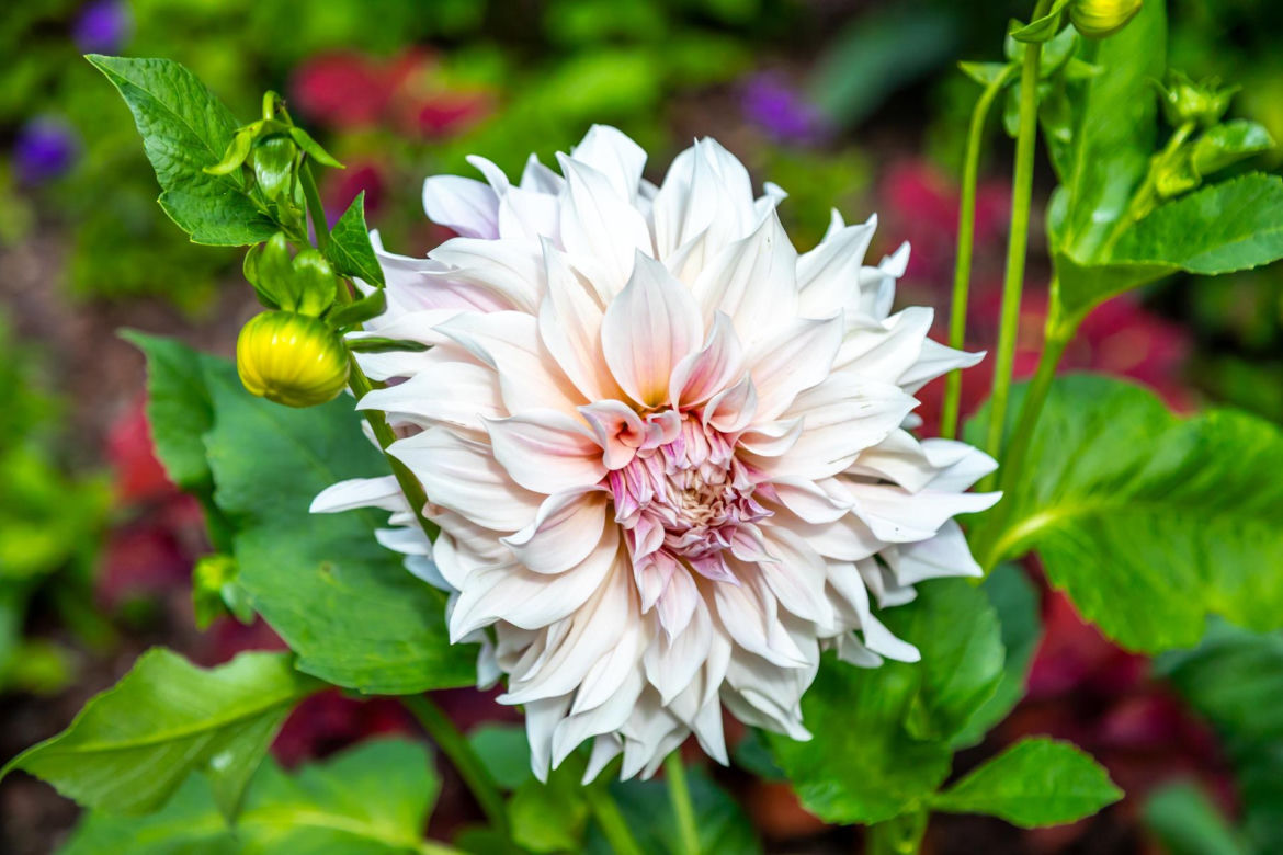 Dalia