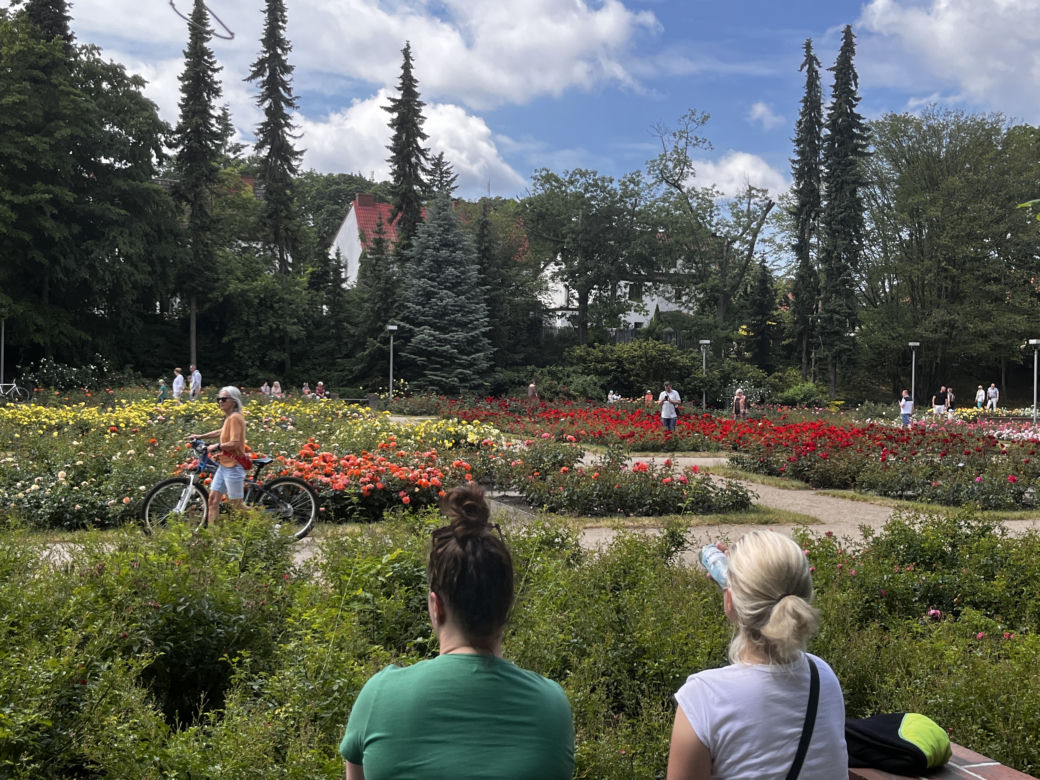 Ogród Różany w Szczecinie 