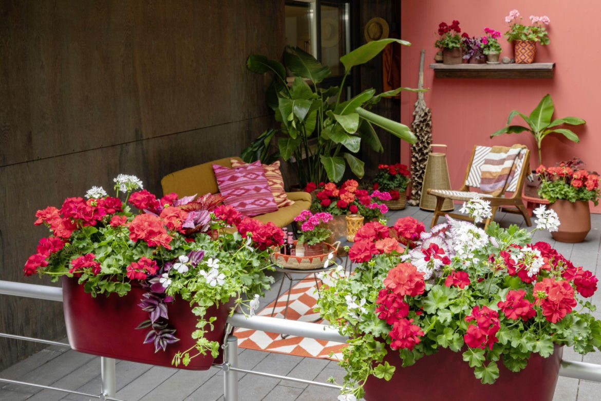 Pelargonie na tarasie