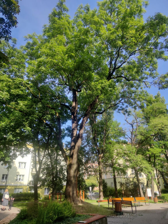 Lublin ma nowe pomniki przyrody!