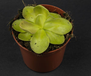 Tłustosz (Pinguicula)