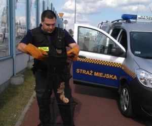 Boa dusiciel na Głogowskiej