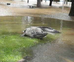 Krokodyle wyległy na ulice