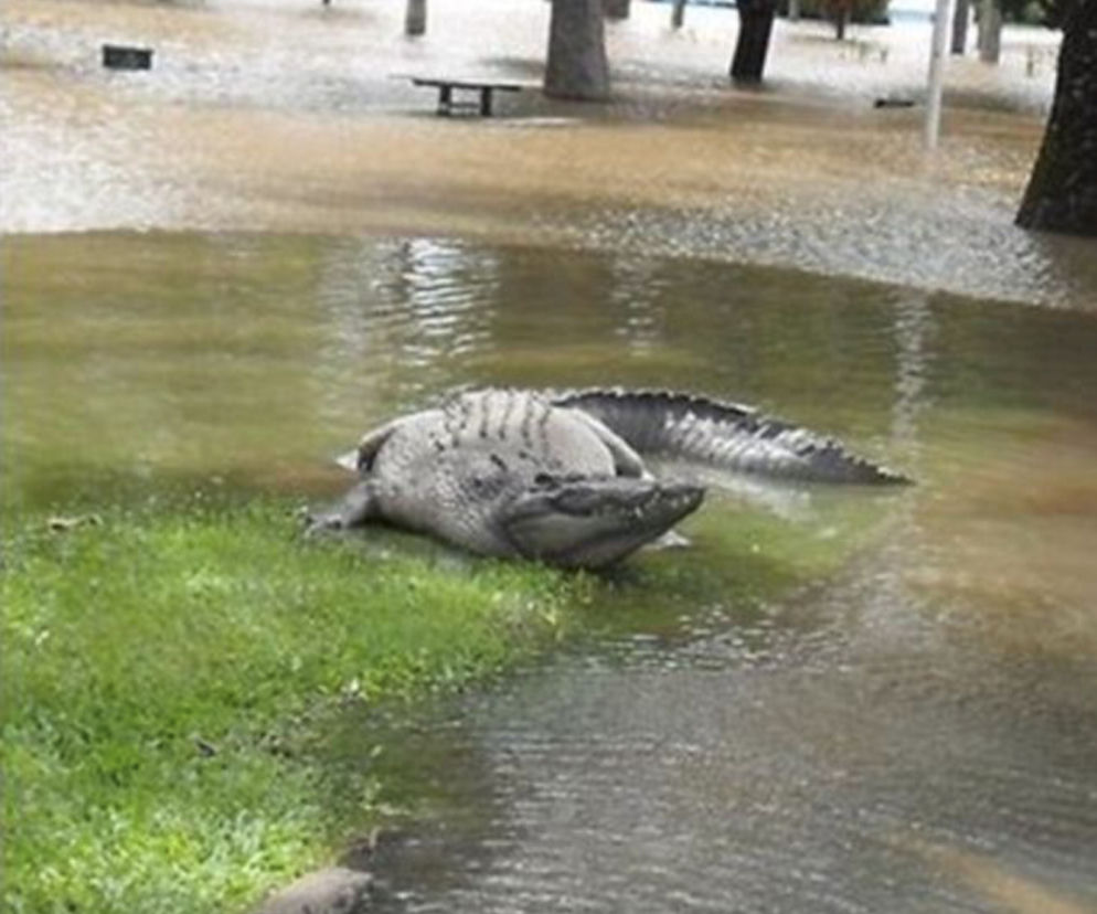 Krokodyle wyległy na ulice
