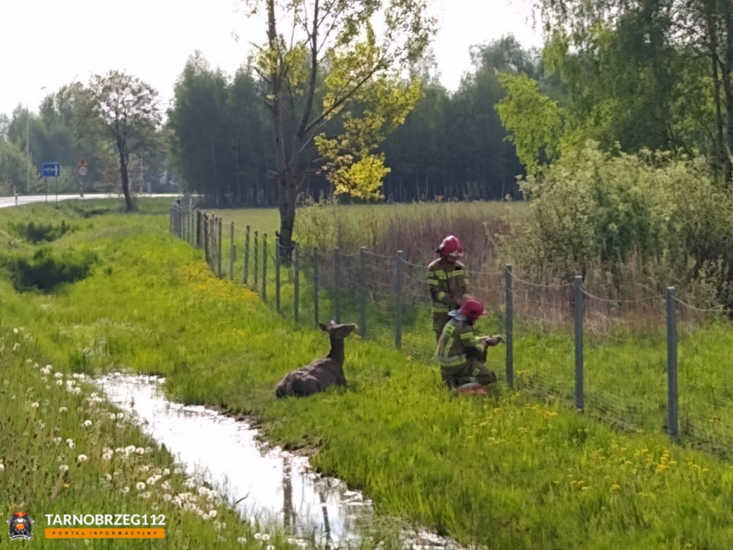 Podkarpackie. Strażacy wyciągnęli łanię z błota [GALERIA]