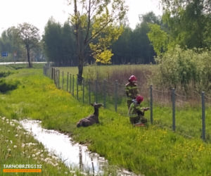 Podkarpackie. Strażacy wyciągnęli łanię z błota [GALERIA]