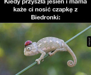 Równonoc jesienna 2020. Zobacz najlepsze memy na pierwszy dzień jesieni