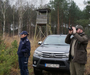 Śląskie: Coraz więcej przypadków kradzieży choinek z lasów. Będzie więcej patroli straży leśnej [ZDJĘCIA]