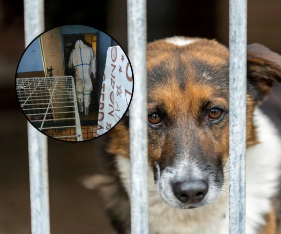 Psy z Sobolewa trafiły z deszczu pod rynnę? Jest zawiadomienie