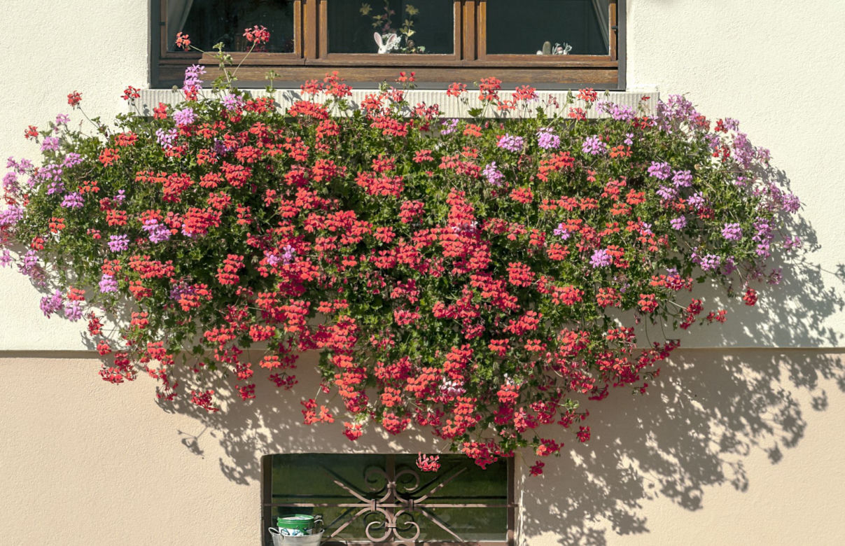 Pelargonia kaskadowa 