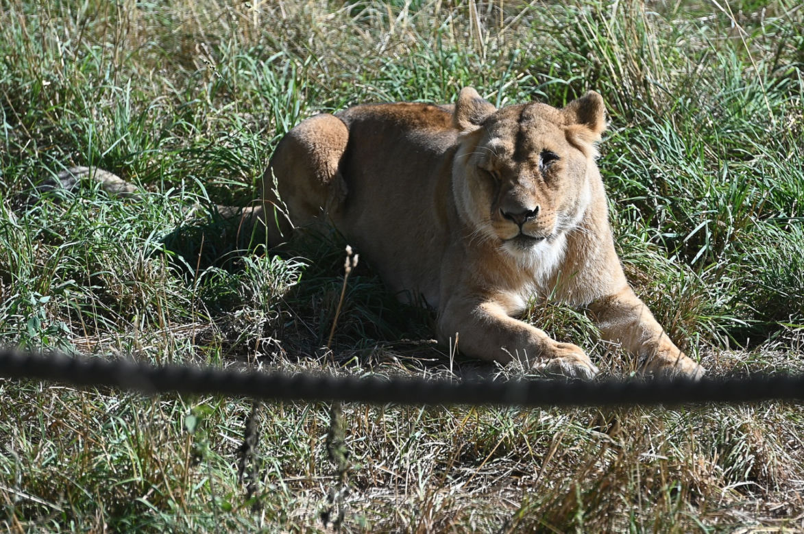 Dzień lwa w zoo